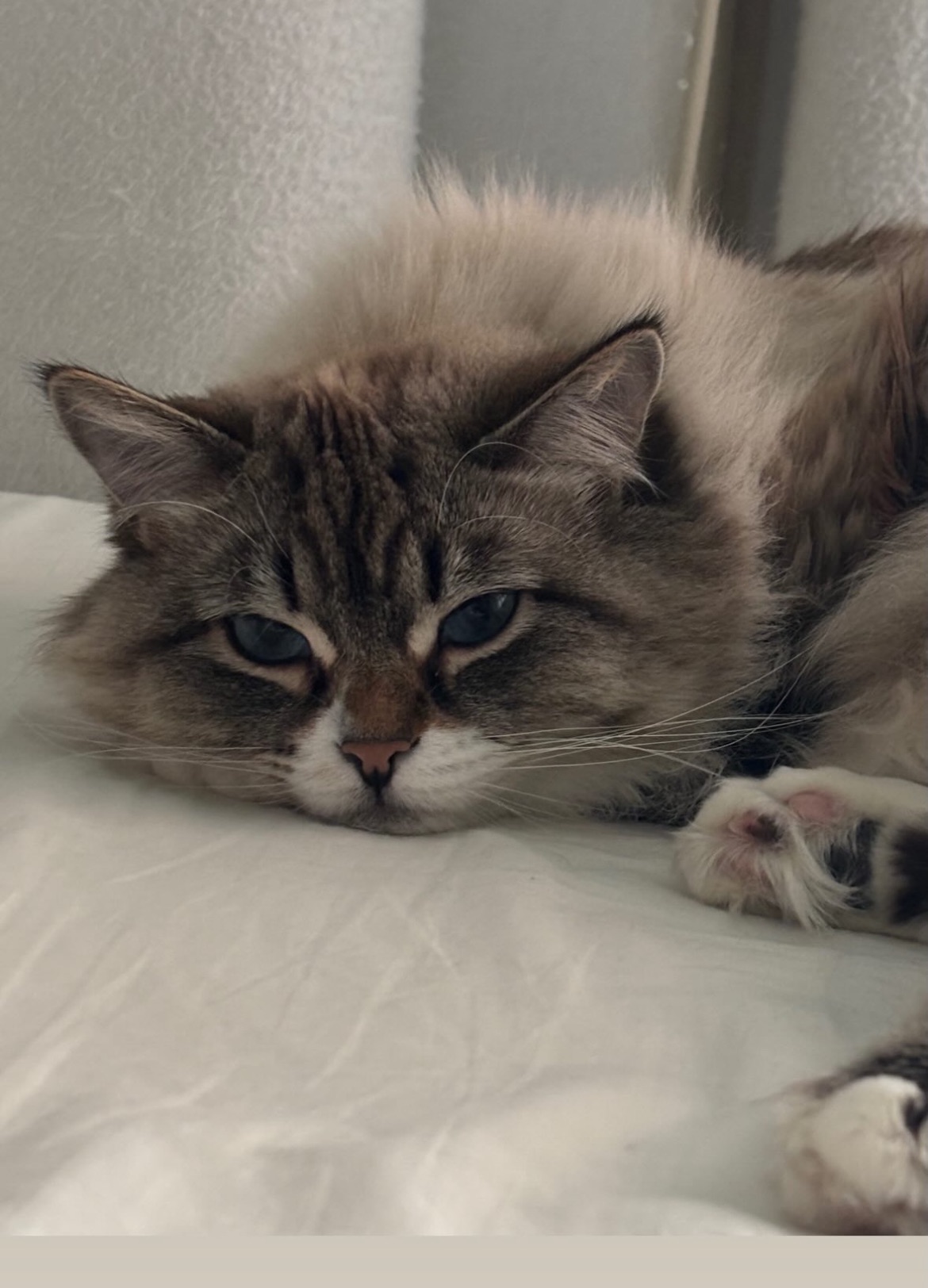 Neva Masquerade katt Disa